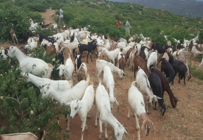 HDA’s breeding goats’ distribution for IDP’s Project