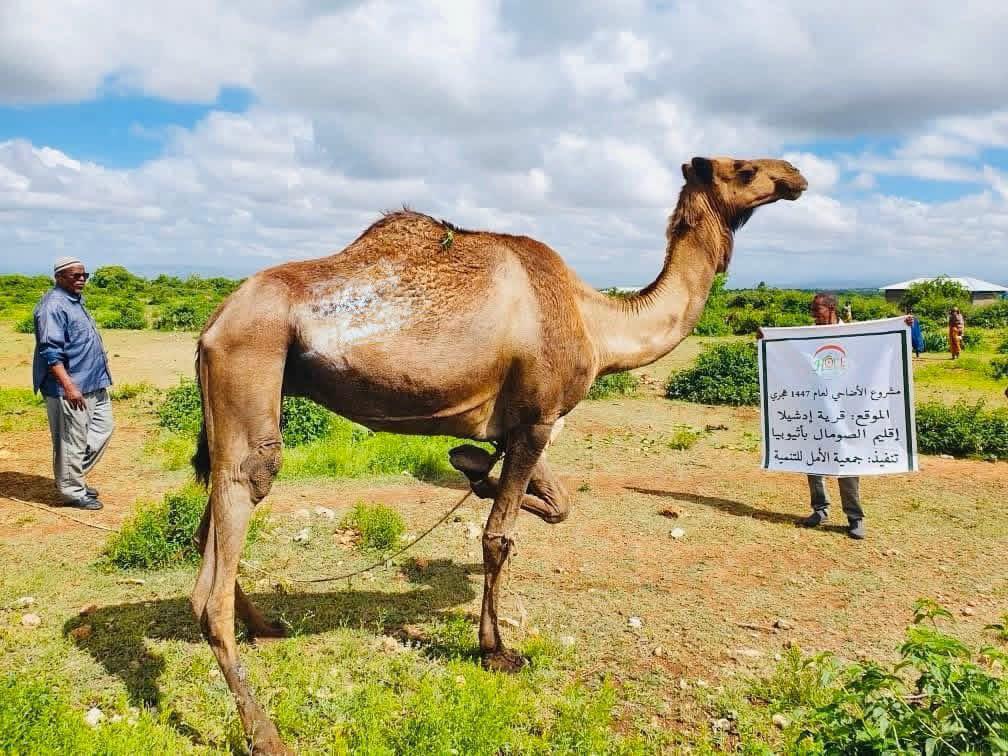 Qurbani 2026: Fresh meat for more than 1000 families. May Allah accept it. مشروع أضاحي لعام 2026م
